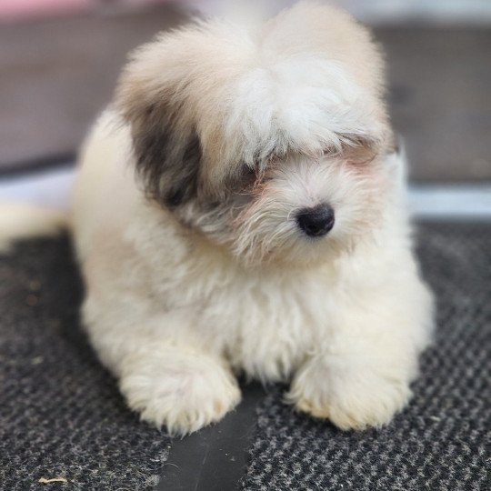 chiot Coton de tulear Sab.PBl.Env. Amigo du royaume des p'tits loups Élevage du Royaume des P'tits Loups  