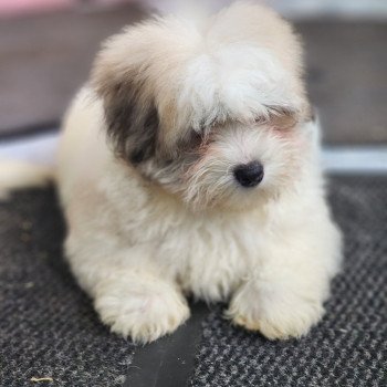 Amigo du royaume des p'tits loups Mâle Coton de tulear