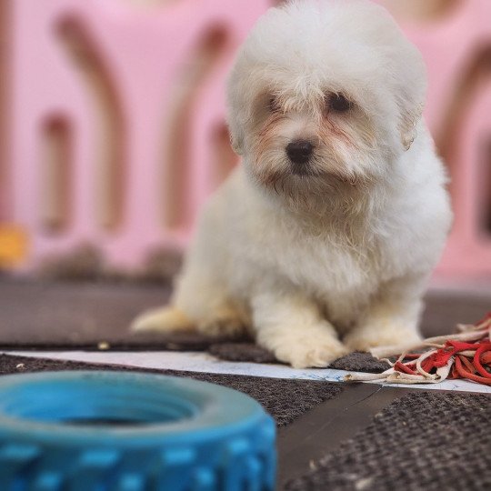 chiot Coton de tulear blc Azur du Royaume des p'tits loups Élevage du Royaume des P'tits Loups  