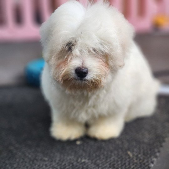 chiot Coton de tulear blc Azur du Royaume des p'tits loups Élevage du Royaume des P'tits Loups  