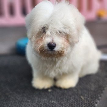 Azur du Royaume des p'tits loups Mâle Coton de tulear