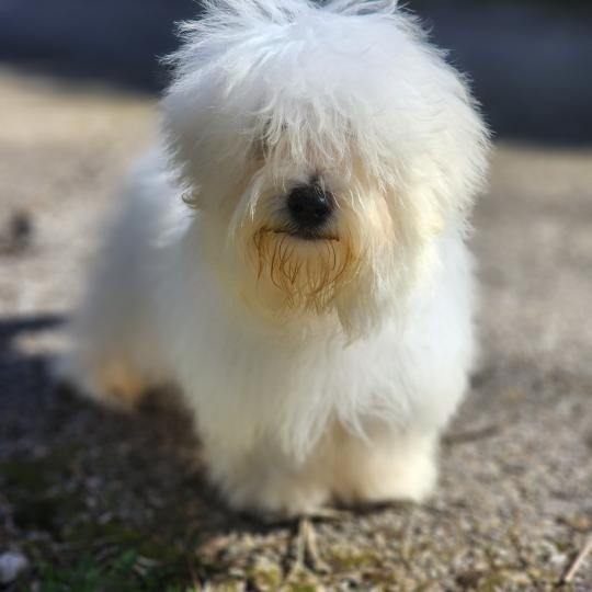 chiot Coton de tulear blc Azur du Royaume des p'tits loups Élevage du Royaume des P'tits Loups  
