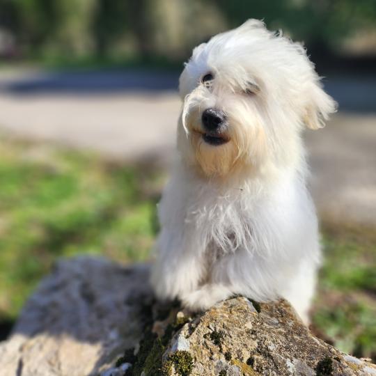 chiot Coton de tulear blc Azur du Royaume des p'tits loups Élevage du Royaume des P'tits Loups  