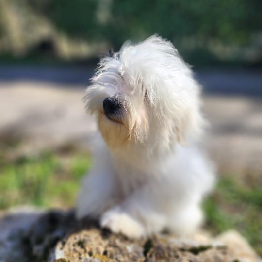 chiot Coton de tulear blc Azur du Royaume des p'tits loups Élevage du Royaume des P'tits Loups  