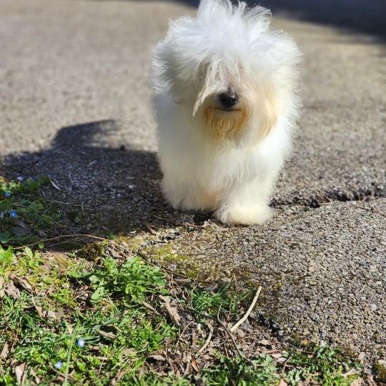 chiot Coton de tulear blc Azur du Royaume des p'tits loups Élevage du Royaume des P'tits Loups  