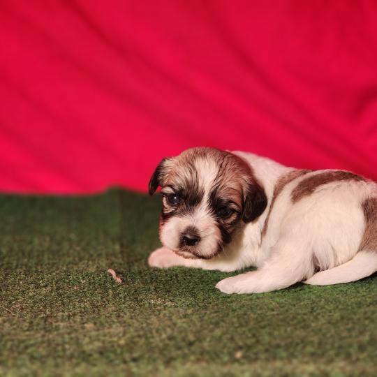 chiot Coton de tulear Sab.Pbl.Env B Élevage du Royaume des P'tits Loups  