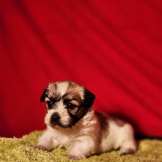chiot Coton de tulear Sab.Pbl.Env B Élevage du Royaume des P'tits Loups  