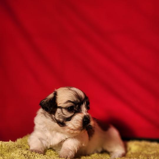 chiot Coton de tulear Sab.Pbl.Env B Élevage du Royaume des P'tits Loups  