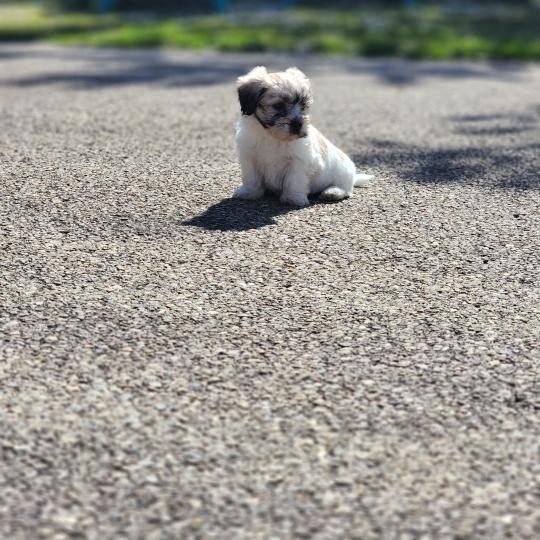 chiot Coton de tulear Sab.Pbl.Env B Élevage du Royaume des P'tits Loups  