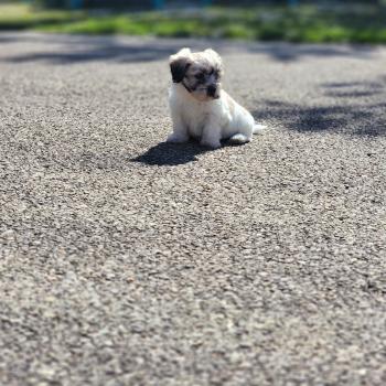 B Mâle Coton de tulear