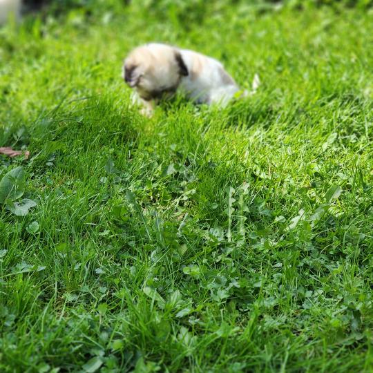 chiot Coton de tulear Sab.Pbl.Env B Élevage du Royaume des P'tits Loups  