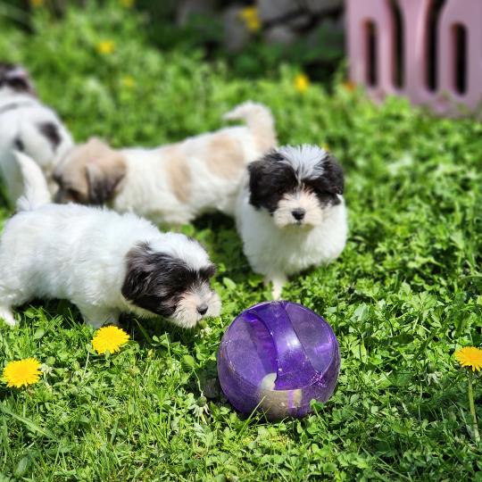 chiot Coton de tulear Sab.Pbl.Env B Élevage du Royaume des P'tits Loups  