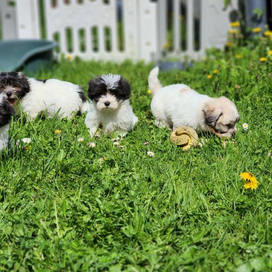 chiot Coton de tulear Sab.Pbl.Env B Élevage du Royaume des P'tits Loups  