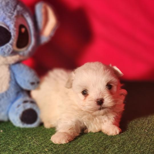 chiot Coton de tulear blc B Élevage du Royaume des P'tits Loups  