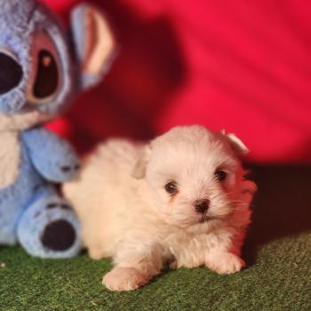 B Mâle Coton de tulear