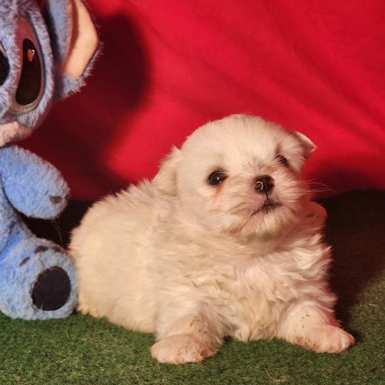 chiot Coton de tulear blc B Élevage du Royaume des P'tits Loups  