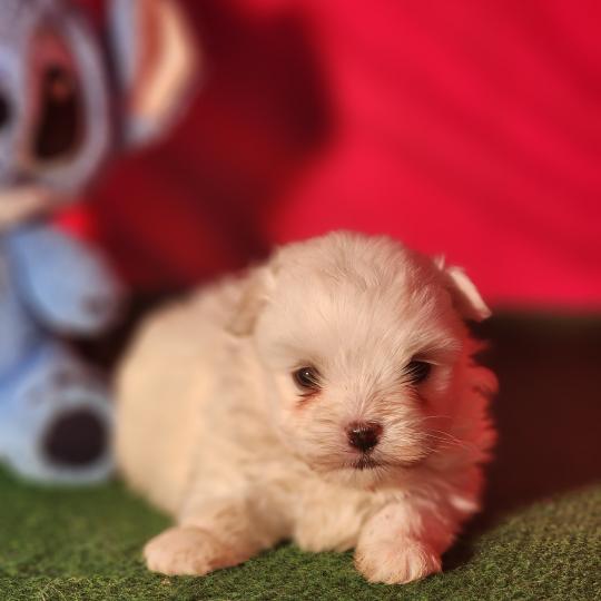 chiot Coton de tulear blc B Élevage du Royaume des P'tits Loups  