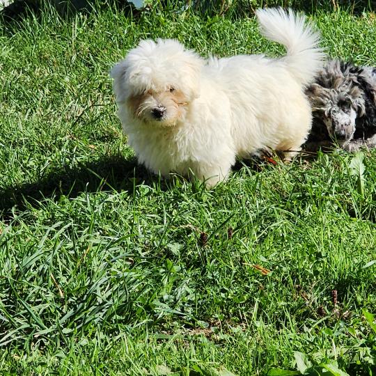 chiot Coton de tulear blc B Élevage du Royaume des P'tits Loups  