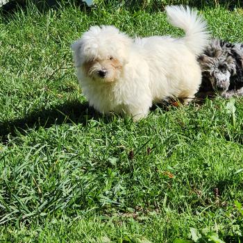 B Mâle Coton de tulear