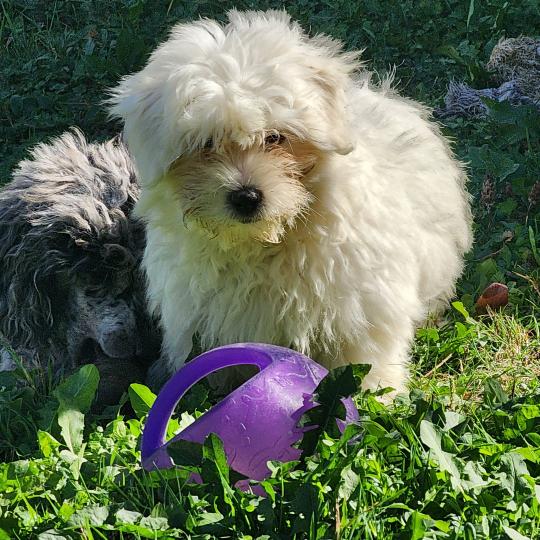 chiot Coton de tulear blc B Élevage du Royaume des P'tits Loups  