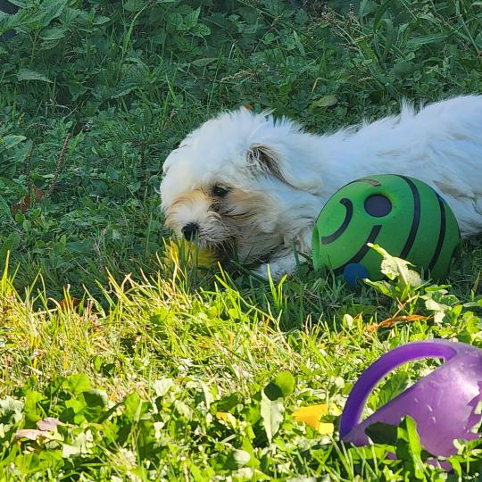 chiot Coton de tulear blc B Élevage du Royaume des P'tits Loups  
