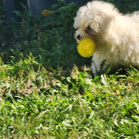chiot Coton de tulear blc B Élevage du Royaume des P'tits Loups  
