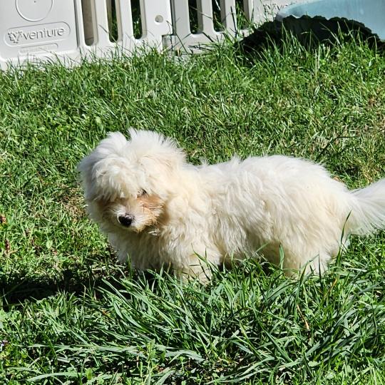 chiot Coton de tulear blc B Élevage du Royaume des P'tits Loups  