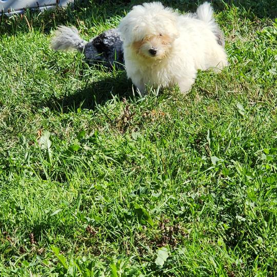 chiot Coton de tulear blc B Élevage du Royaume des P'tits Loups  