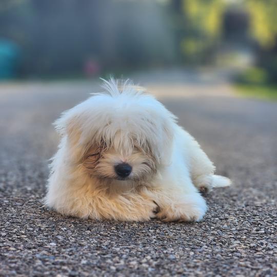 chiot Coton de tulear blc B Élevage du Royaume des P'tits Loups  