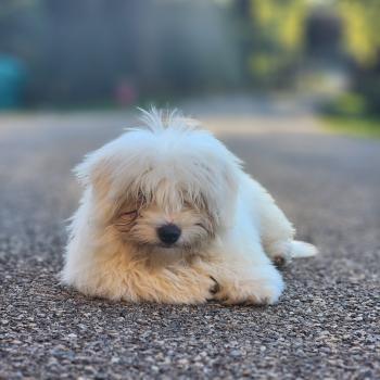 B Mâle Coton de tulear