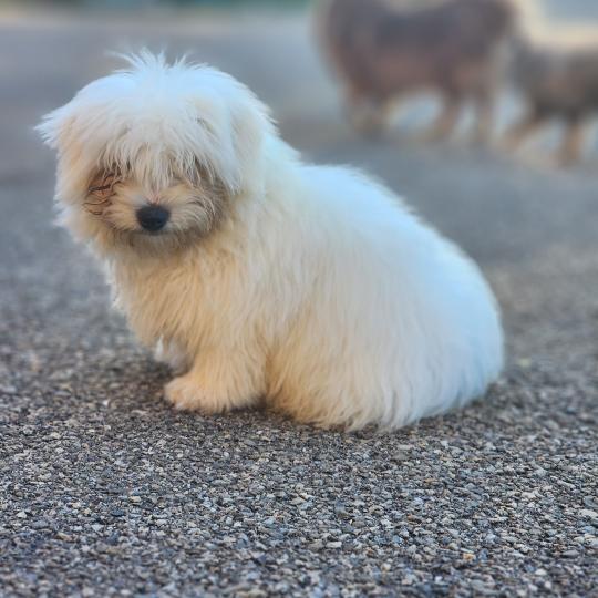 chiot Coton de tulear blc B Élevage du Royaume des P'tits Loups  
