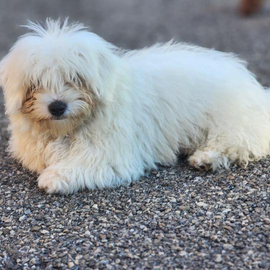 chiot Coton de tulear blc B Élevage du Royaume des P'tits Loups  