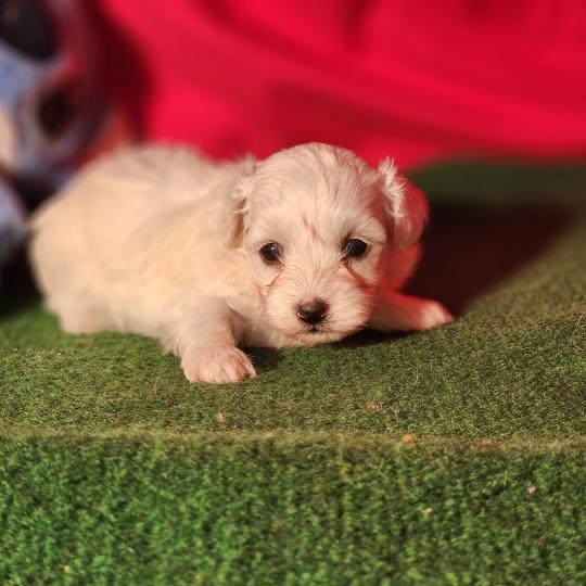 chiot Coton de tulear blc B Élevage du Royaume des P'tits Loups  