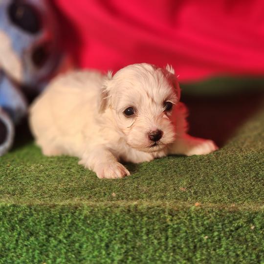 chiot Coton de tulear blc B Élevage du Royaume des P'tits Loups  