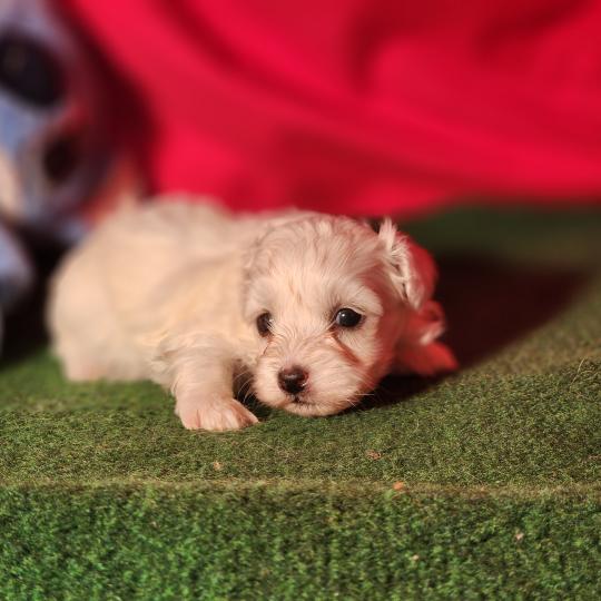 chiot Coton de tulear blc B Élevage du Royaume des P'tits Loups  