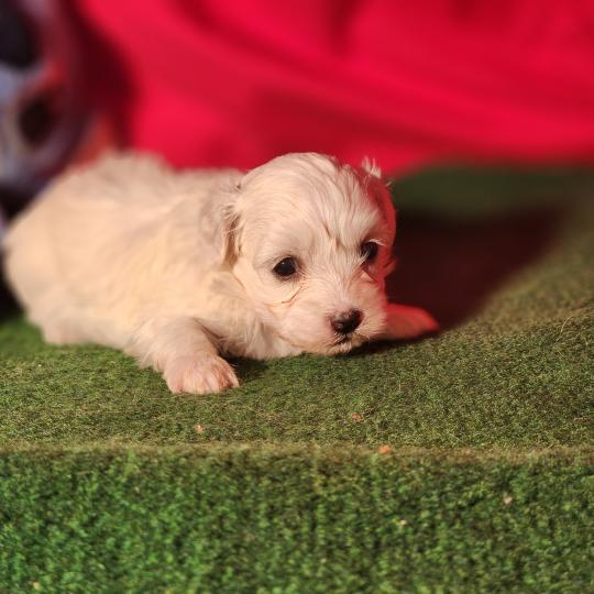 chiot Coton de tulear blc B Élevage du Royaume des P'tits Loups  