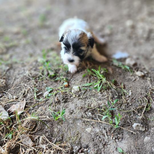 chiot Coton de tulear blc B Élevage du Royaume des P'tits Loups  