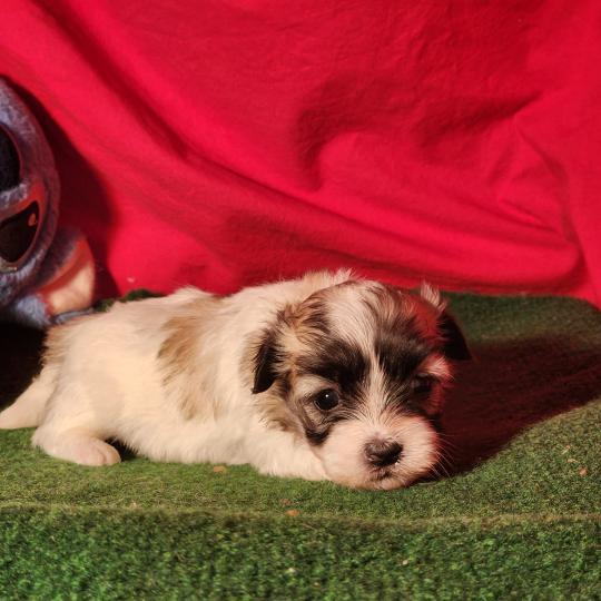 chiot Coton de tulear blc B Élevage du Royaume des P'tits Loups  