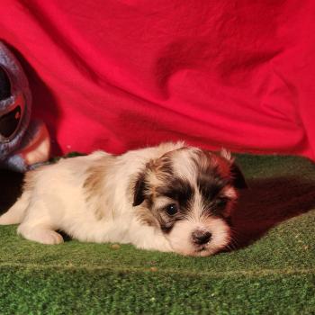 B Femelle Coton de tulear