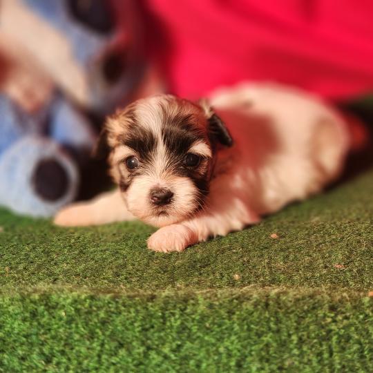 chiot Coton de tulear blc B Élevage du Royaume des P'tits Loups  