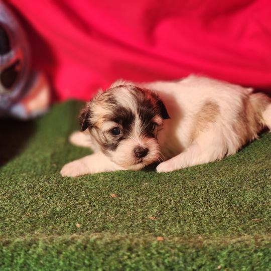 chiot Coton de tulear blc B Élevage du Royaume des P'tits Loups  