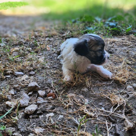 chiot Coton de tulear blc B Élevage du Royaume des P'tits Loups  