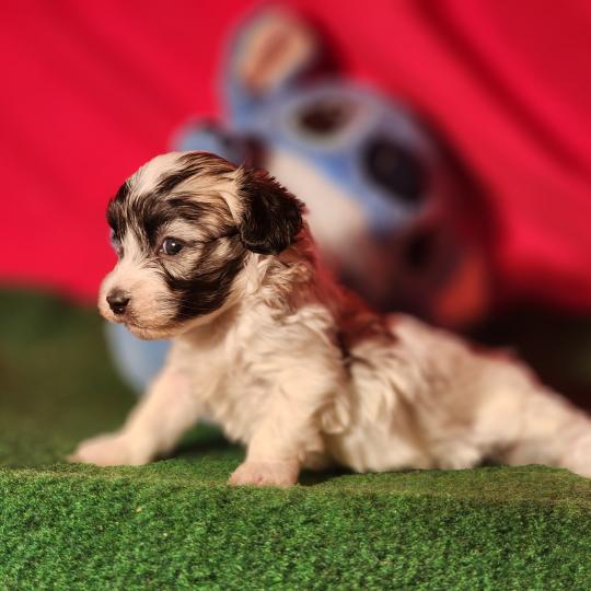 chiot Coton de tulear blc B Élevage du Royaume des P'tits Loups  