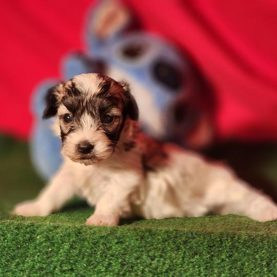 chiot Coton de tulear blc B Élevage du Royaume des P'tits Loups  
