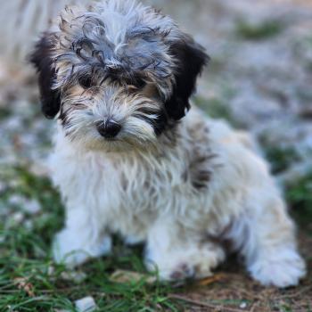 B Femelle Coton de tulear