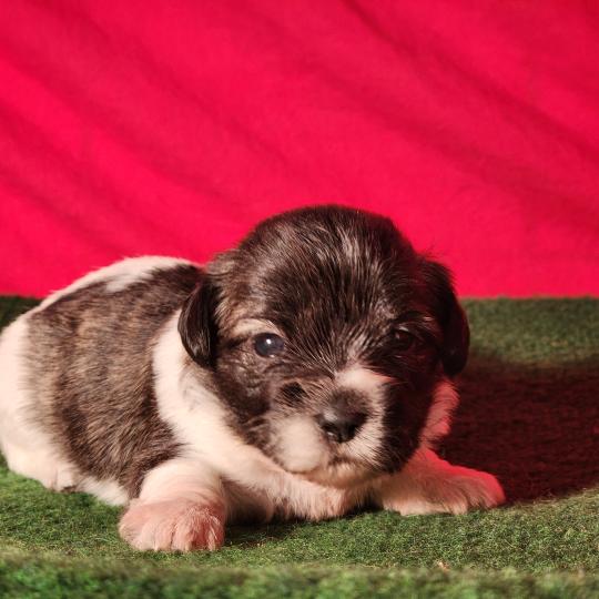 chiot Coton de tulear Sab.Pbl.Env B Élevage du Royaume des P'tits Loups  