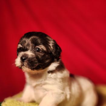 B Femelle Coton de tulear