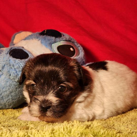 chiot Coton de tulear Sab.Pbl.Env B Élevage du Royaume des P'tits Loups  