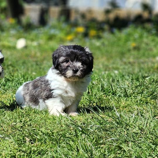 chiot Coton de tulear Sab.Pbl.Env B Élevage du Royaume des P'tits Loups  