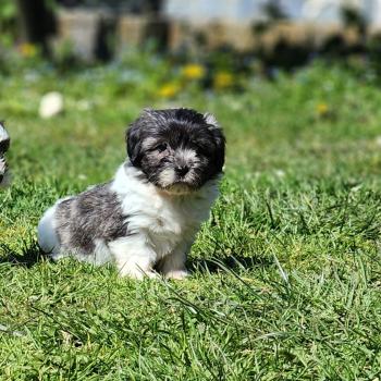 B Femelle Coton de tulear